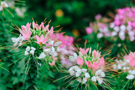 a colorful spider flowers blossom in the fieldの写真素材