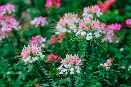 a colorful spider flowers blossom in the fieldの写真素材