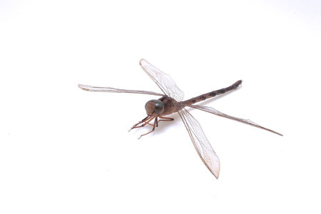 an Extreme macro shots, dragonfly wings detailの写真素材