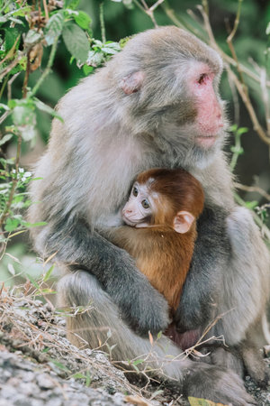 Monkey Family Bonding in Nature Showing Parental Care and Affection Dec 24 2024の写真素材