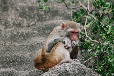 Dec 24 2024 rhesus monkey sits on a rock surrounded by green foliage,の写真素材
