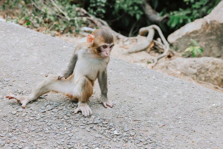 monkeys engaged in grooming behavior, sitting on a rockの写真素材