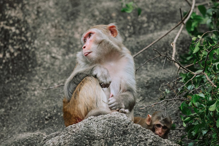 Dec 24 2024 rhesus monkey sits on a rock surrounded by green foliage,