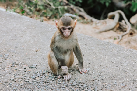 monkeys engaged in grooming behavior, sitting on a rock