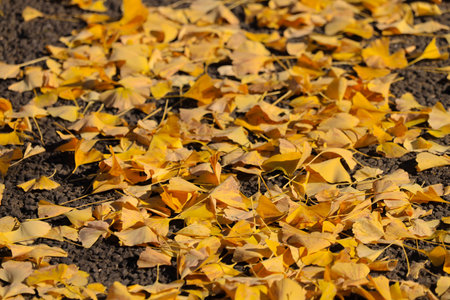 Dec 4 2024 Golden autumn leaves covering the ground, creating a serene
