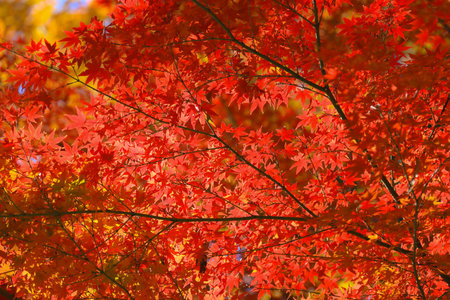 Scenic view of vibrant autumn leaves on trees, showcasing the beauty of seasonal colors in natureの写真素材