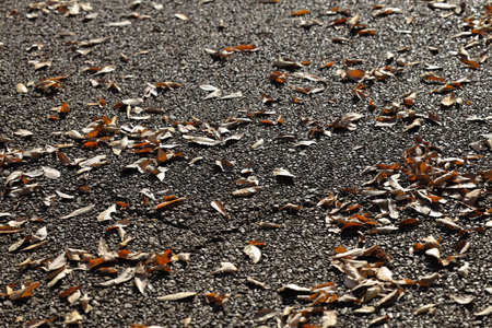 Scattered dry leaves on a rough asphalt surface create a texturalの写真素材