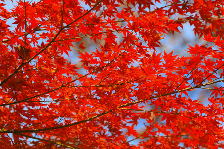 Scenic view of vibrant autumn leaves on trees, showcasing the beauty of seasonal colors in nature
