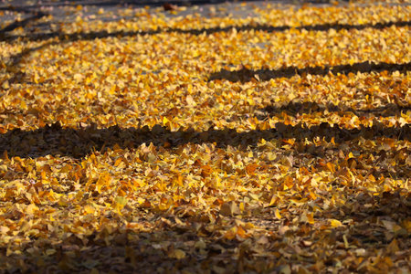 Dec 4 2024 Golden autumn leaves covering the ground, creating a sereneの写真素材
