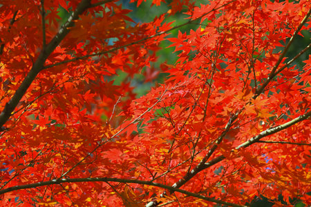 Scenic view of vibrant autumn leaves on trees, showcasing the beauty of seasonal colors in natureの写真素材