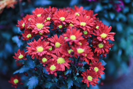 Jan 26 2025 Red chrysanthemums in full bloom, accented by green leaves.の写真素材