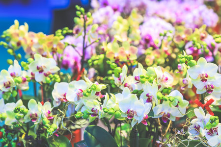 Orchidaceae Elegant Bloom Exotic Tropical Floral Beauty Jan 26 2025の写真素材