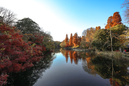 Dec 4 2024 tranquil park scene showcasing vibrant autumn trees reflected