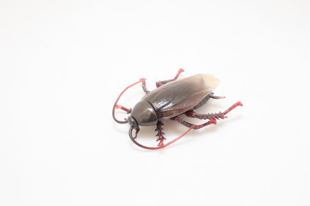 Close-up view of a single cockroach isolated on a plain white background,の写真素材