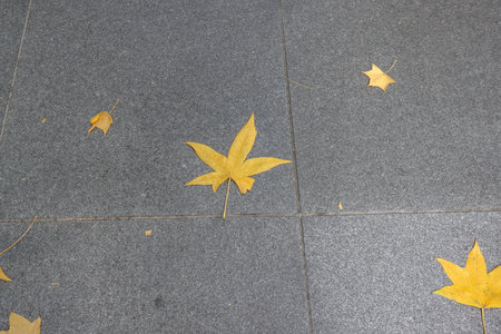 Dec 5 2024 Scattered autumn leaves lay on a tiled pavement