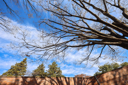 Dec 4 2024 Shadows of tree branches cast across a gravel path, sprinkled
