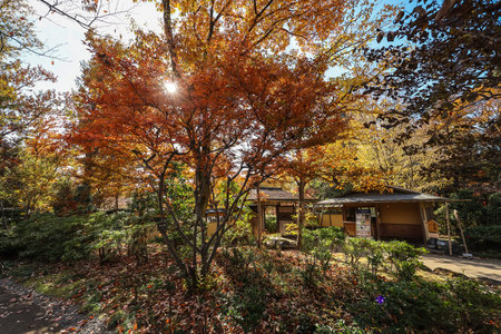 Dec 4 2024 autumn scene showcasingの写真素材