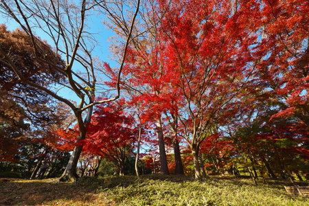 Dec 4 2024 maple leaves in vibrant red hues adorning tree branches in autumnの写真素材