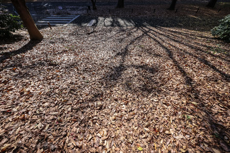Dec 4 2024 covered with dried autumn leaves, illuminated by soft sunlight,