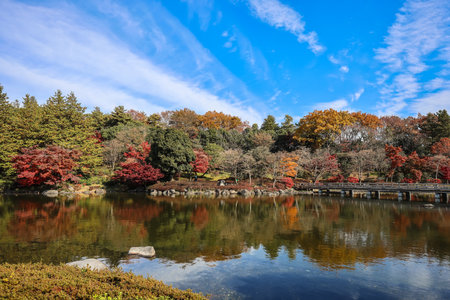 Dec 4 2024 Japanese garden featuring a calm pond, colorful autumn treesの写真素材