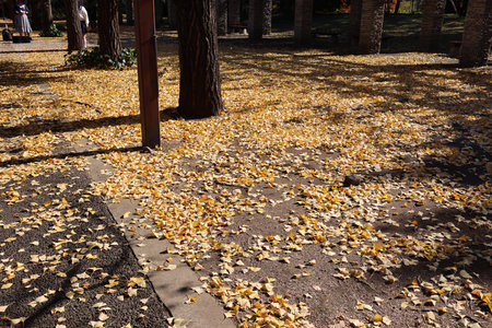Dec 4 2024 A scenic walkway surrounded by trees with golden leavesの写真素材