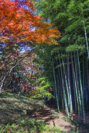 Dec 4 2024 vibrant forest showcasing autumn foliage and lush bamboo.の写真素材