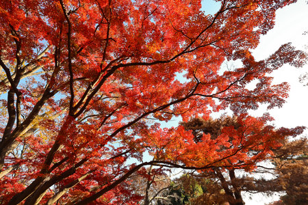 Dec 4 2024 maple leaves in vibrant red hues adorning tree branches in autumnの写真素材
