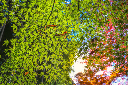 Dec 4 2024 Maple tree foliage transitioning from vibrant green