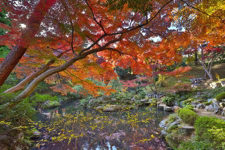 Dec 4 2024 tranquil pond in a lush garden, surrounded by colorful autumn foliag
