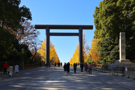 Dec 7 2024 Japanese torii gate surrounded by vibrant yellow and green trees in autumnの写真素材