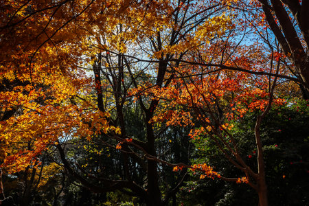 Dec 4 2024 leaves of maple trees in an autumn forest, bathed in sunlight