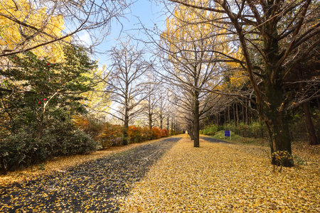 Dec 4 2024 Vibrant autumn scene featuring a path covered by golden leaveの写真素材