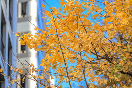 Dec 9 2024 Golden ginkgo leaves on a tree with urban buildings in the background