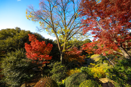 Dec 6 2024 serene urban garden displaying vibrant red and orange foliage,の写真素材