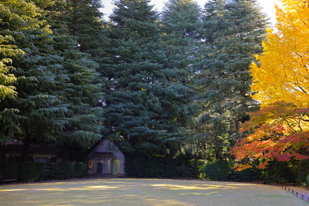 Dec 6 2024 park with open green grass, surrounded by colorful autumn treeの写真素材