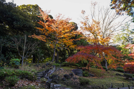 Dec 6 2024 Idyllic park with colorful autumn trees, a serene pathway,の写真素材