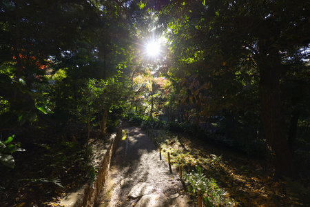 Dec 6 2024 tranquil forest scene with sunlight streaming through lush greenery