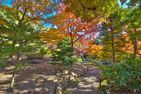 Dec 6 2024 Idyllic park with colorful autumn trees, a serene pathway,
