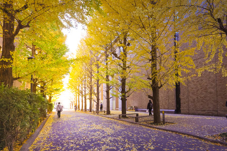 Dec 6 2024 Golden leaves adorn the autumn trees bordering a city pathwayの写真素材