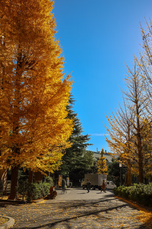 Dec 6 2024 street with golden foliage under a vibrant blue sky, capturingの写真素材