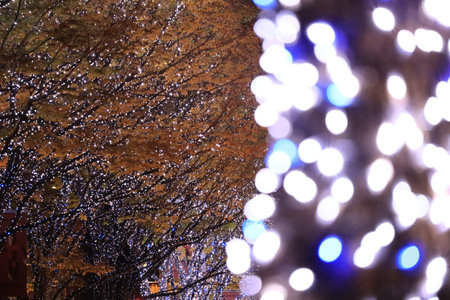 Dec 5 2024 Festive lights adorn trees along a path, casting a magical wintery ambiance,