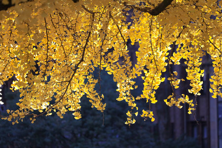Dec 7 2024 a Prestigious University of Tokyo Campus Japanの写真素材