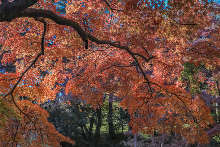 Dec 4 2024 Bright red foliage of a maple tree captures the essence of autumn's beauty