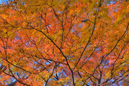 Dec 4 2024 autumn scenery showcasing colorful tree leaves transitioning