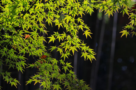 Dec 4 2024 maple leaves create a serene natural atmosphere with delicate shadows cast on the...