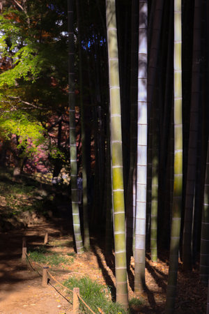 Dec 4 2024 path through a bamboo grove, adorned with vibrant autumn leavesの写真素材