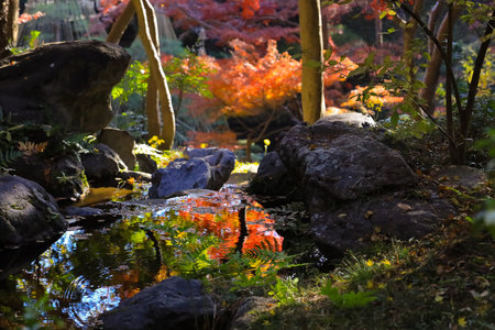 Dec 4 2024 Sunlight illuminates beautiful autumn leaves in shades of orangeの写真素材