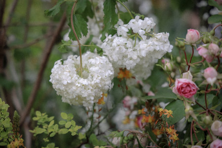 Delicate white hydrangea flowers in focus surrounded by pink rosesの写真素材