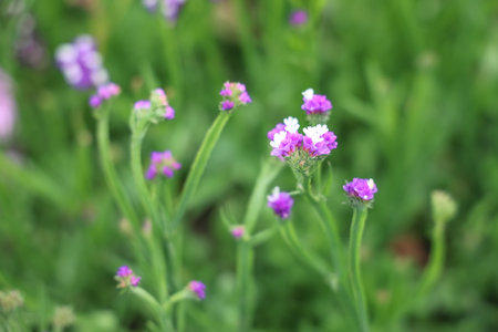 Close-up of delicate purple and white flowers surroundedの写真素材