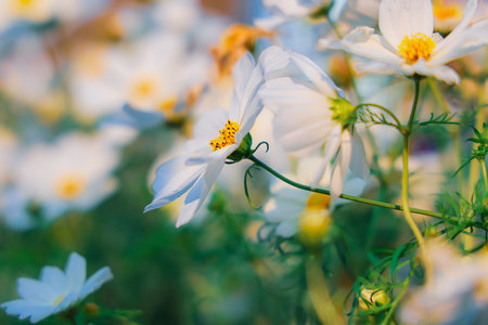 White daisies gracefully bloom, bathed in sunlight with vibrantの写真素材
